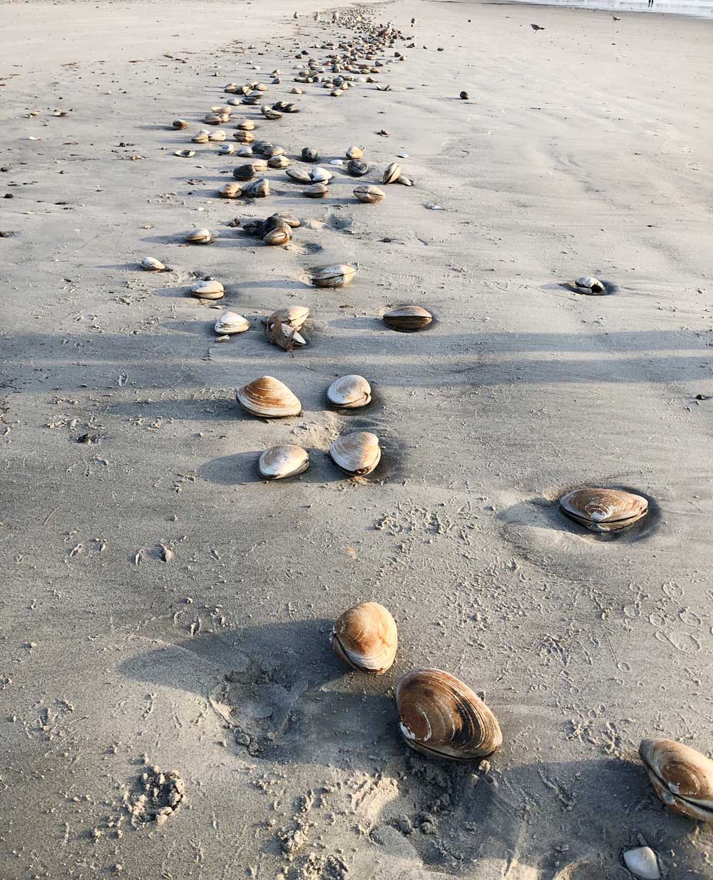 long line of clams on beach at low tide