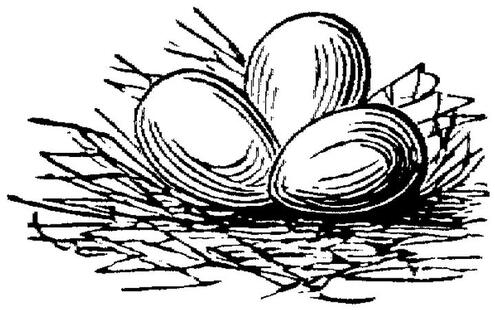 black and white drawng of three eggs sitting in straw
