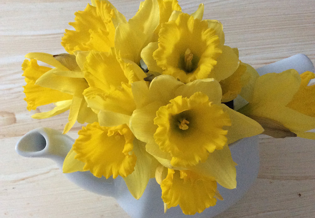 Open daffodils