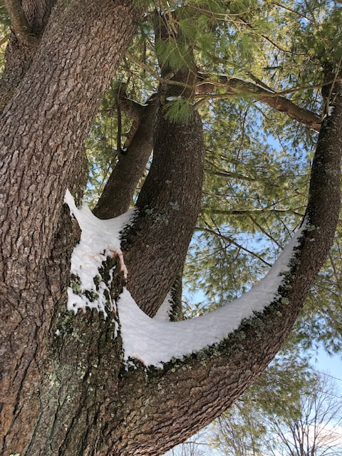 snow in crook of a tree branch