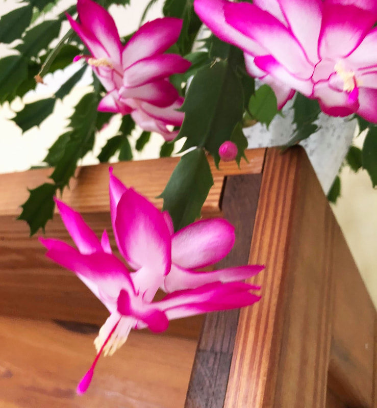 Christmas Cactus in Bloom on bookcase