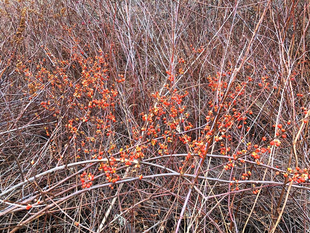 Red and yellow berries at Audubon