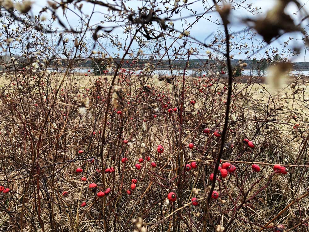 Audubon field to river through berry branches