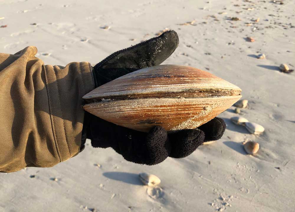 Gloved hand holding large clam with low tide sand in the background