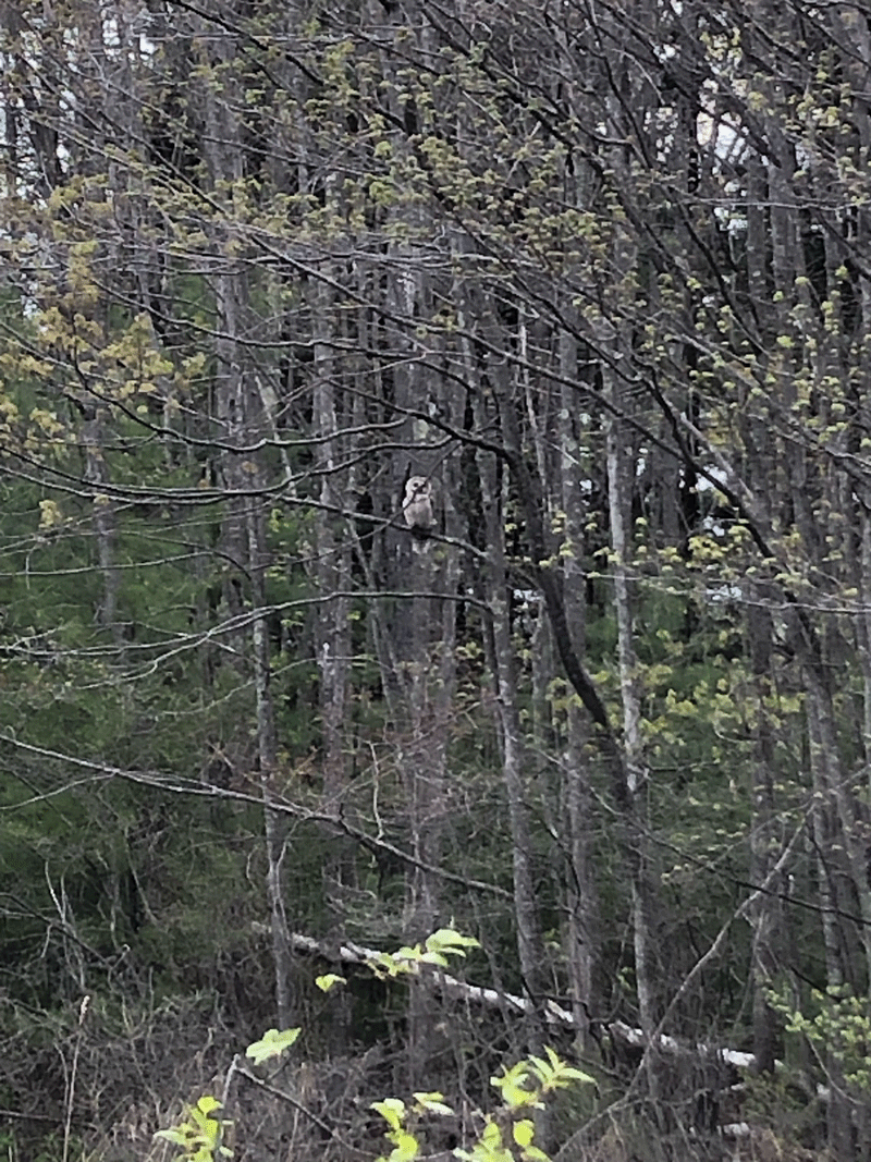 Owl perched on a branch in the woods