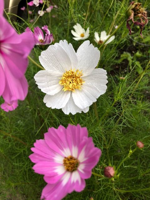 White paper flower, a cosmos, nestled in with natural pink cosmos