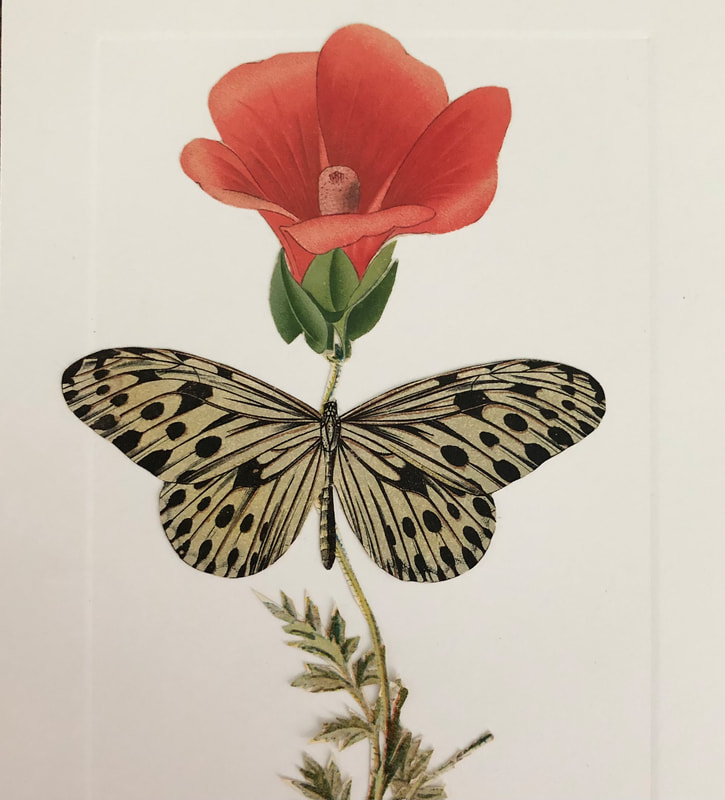 A collage of a pink petal flower over a buttlerfly over leaves using vinage papers