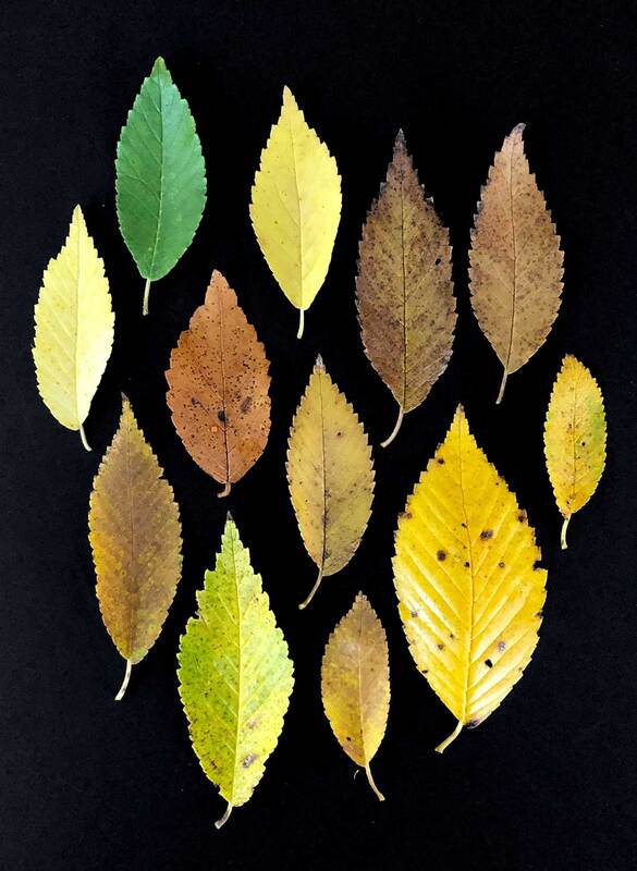 Photograph of different color leaves on a black background