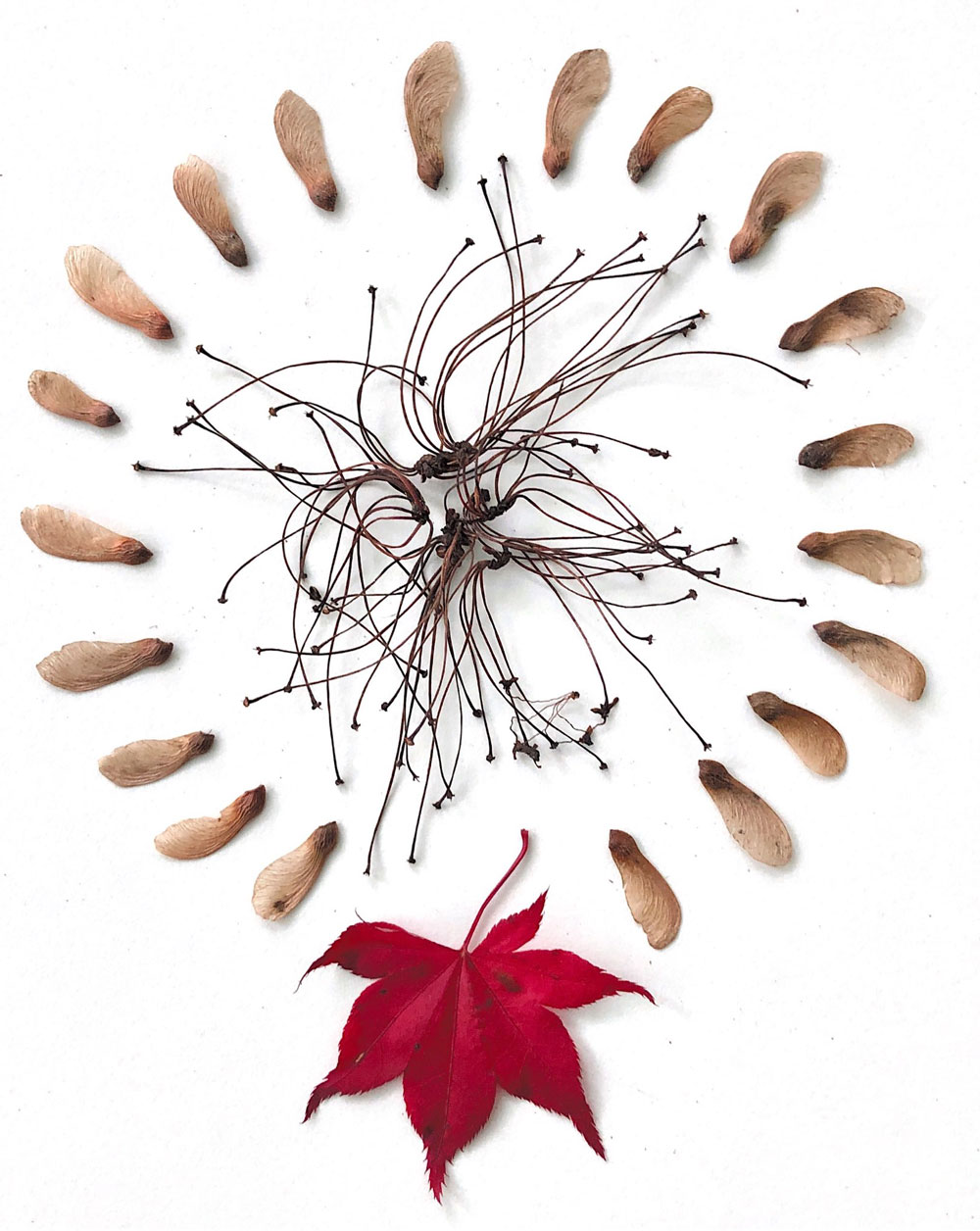 mandala of natural materials: whirligigs in a circle with a red maple leaf at the bottom. In the center, small clusters of twigs