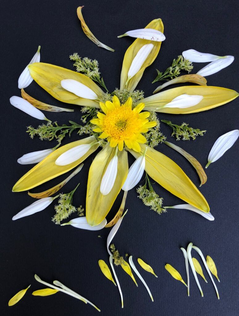mandala arrangement of yellow and white flower petals on black background