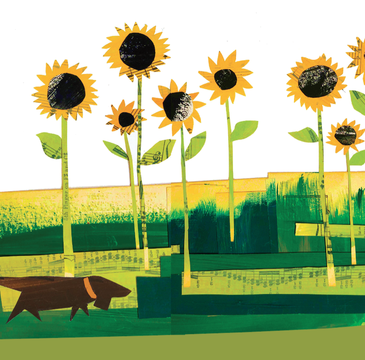 collage of sunflowers and Agatha walking in the field: Things I Notice When I Walk the Dog